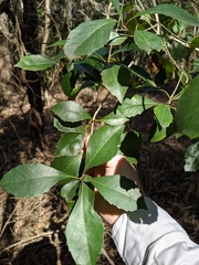 Auranticarpa rhombifolia