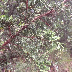 Juniperus monticola monticola