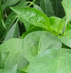 Sciapodinae