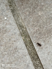 Lasius