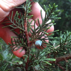 Juniperus monticola monticola