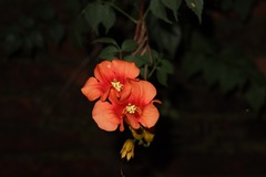 Campsis grandiflora