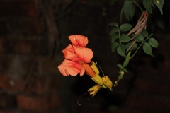 Campsis grandiflora