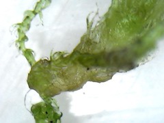Lepidoziaceae