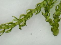 Lepidoziaceae