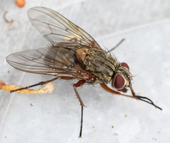 Phaonia valida