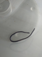 Indotyphlops braminus