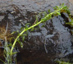 Elodea nuttallii