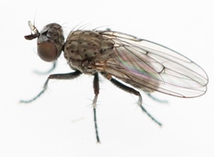 Schoenomyza litorella