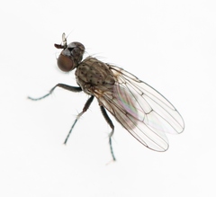 Schoenomyza litorella