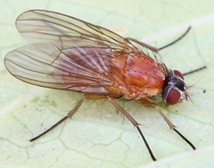 Thricops diaphanus