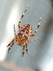 Araneus diadematus