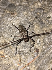 Monochamus carolinensis