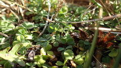 Trifolium wigginsii