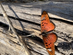 Acraea aglaonice