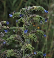 Echium vulgare