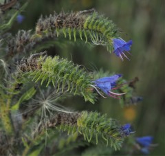 Echium vulgare