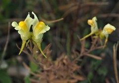 Linaria vulgaris