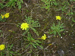 Leontodon saxatilis saxatilis