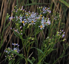 Tripolium pannonicum