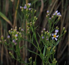 Tripolium pannonicum