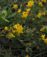 Medicago falcata