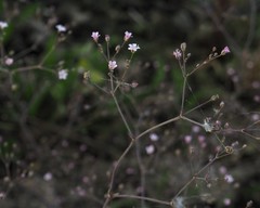 Gypsophila paniculata