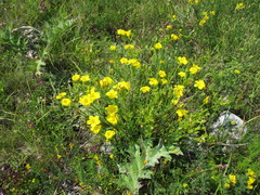 Linum flavum