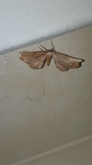 Artiora evonymaria