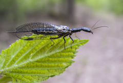 Raphidia