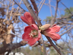 Brachychiton chillagoensis
