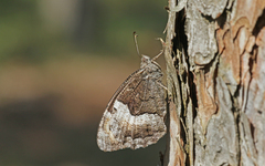 Hipparchia alcyone