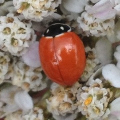 Cycloneda emarginata