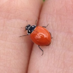 Cycloneda emarginata