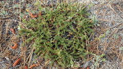 Horkelia clevelandii