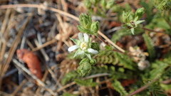 Horkelia clevelandii
