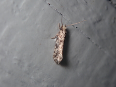 Nemapogon nevadella