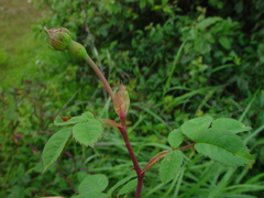 Rosa arvensis