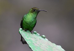 Microchera cupreiceps