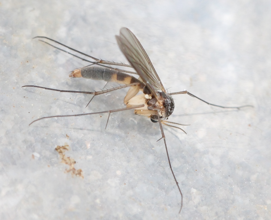 Exechia dorsalis