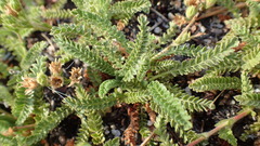 Horkelia clevelandii
