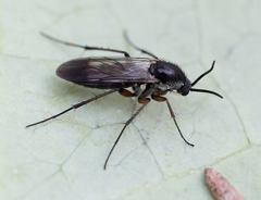 Greenomyia mongolica
