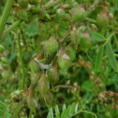 Melilotus altissimus