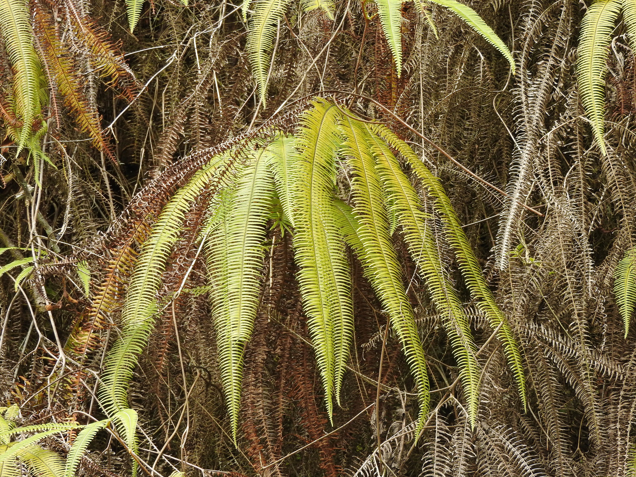 Sticherus fulvus