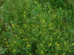 Melilotus altissimus