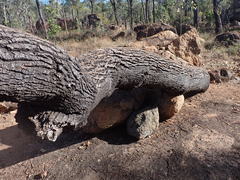 Brachychiton chillagoensis