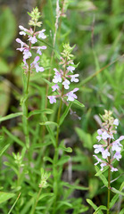 Stachys hyssopifolia