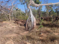 Brachychiton chillagoensis