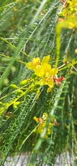 Parkinsonia aculeata