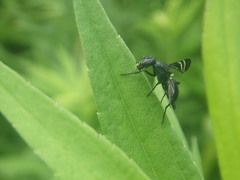 Tritoxa flexa